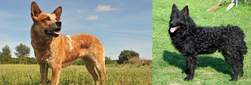 Croatian Sheepdog vs Australian Red Heeler - Breed Comparison