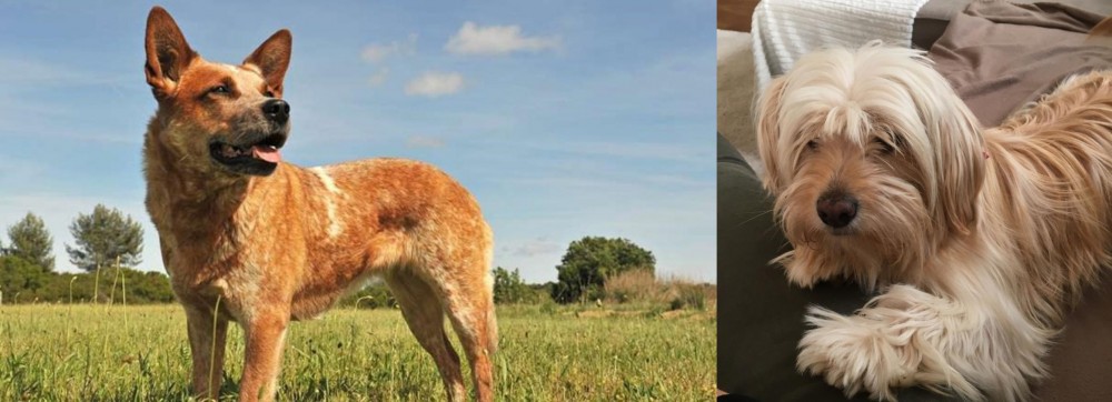 Cyprus Poodle vs Australian Red Heeler - Breed Comparison