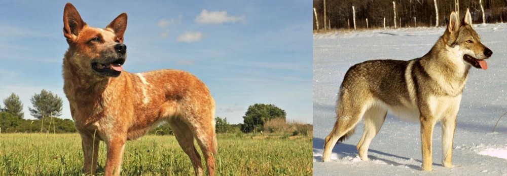 Czechoslovakian Wolfdog vs Australian Red Heeler - Breed Comparison