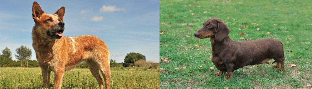Dachshund vs Australian Red Heeler - Breed Comparison