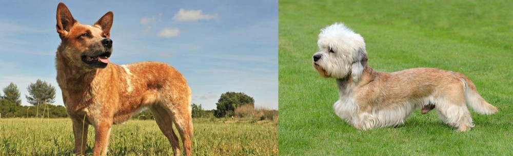 Dandie Dinmont Terrier vs Australian Red Heeler - Breed Comparison