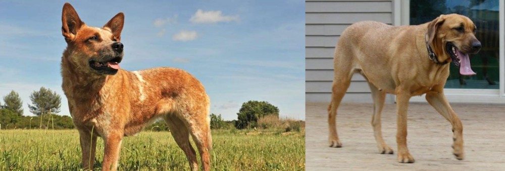 Danish Broholmer vs Australian Red Heeler - Breed Comparison