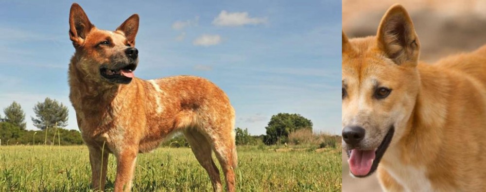 Dingo vs Australian Red Heeler - Breed Comparison