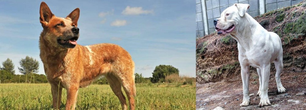 Dogo Guatemalteco vs Australian Red Heeler - Breed Comparison