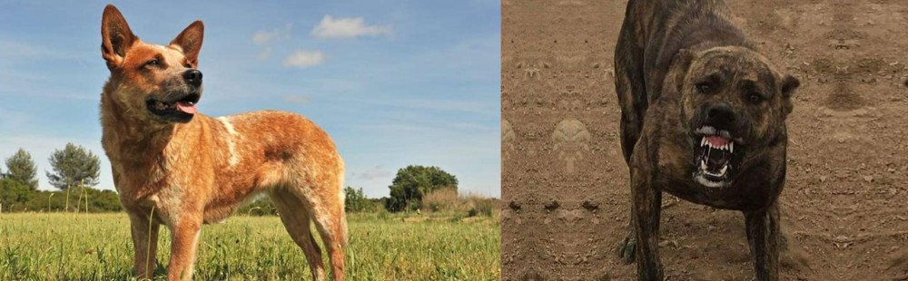 Dogo Sardesco vs Australian Red Heeler - Breed Comparison