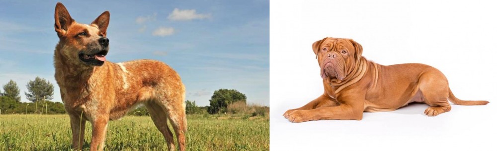 Dogue De Bordeaux vs Australian Red Heeler - Breed Comparison