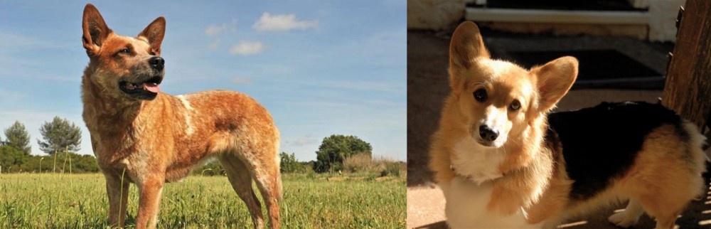 Dorgi vs Australian Red Heeler - Breed Comparison