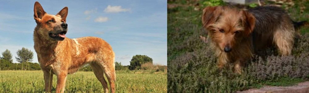 Dorkie vs Australian Red Heeler - Breed Comparison