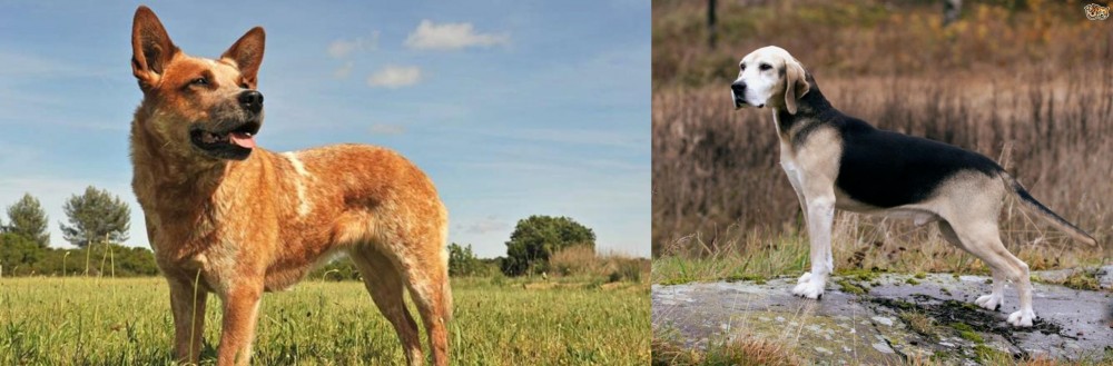 Dunker vs Australian Red Heeler - Breed Comparison
