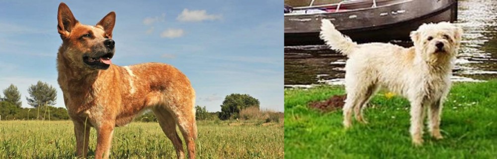 Dutch Smoushond vs Australian Red Heeler - Breed Comparison