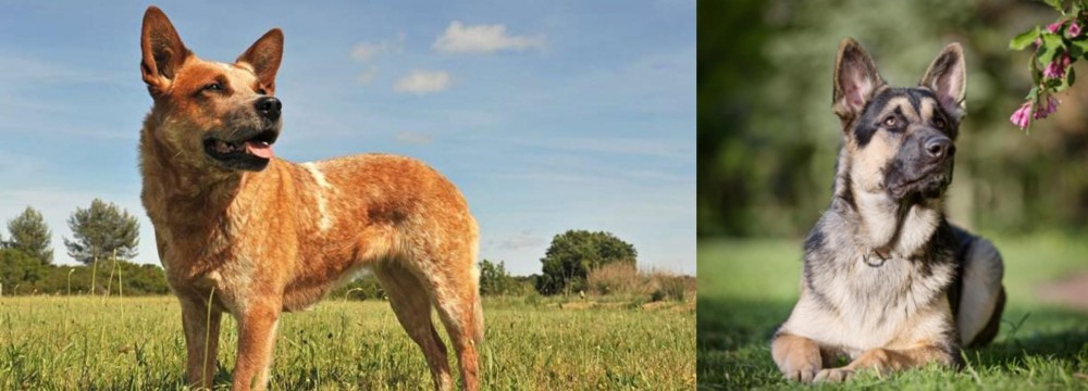 East European Shepherd vs Australian Red Heeler - Breed Comparison