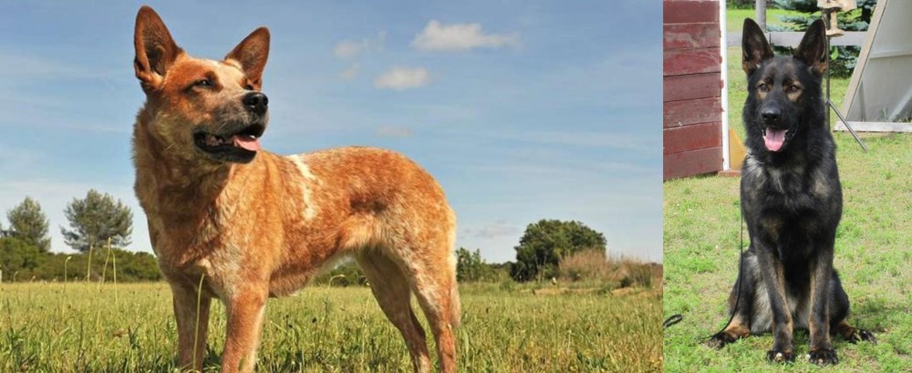 East German Shepherd vs Australian Red Heeler - Breed Comparison