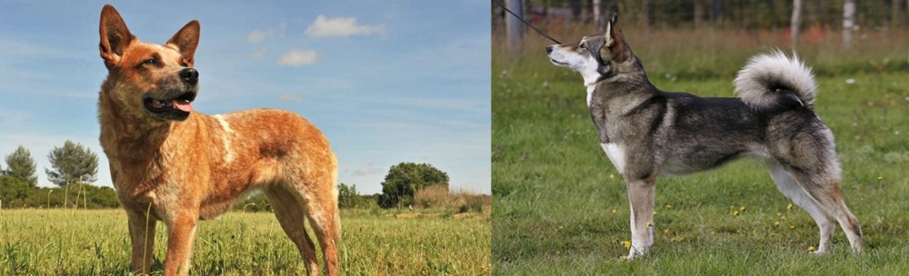 East Siberian Laika vs Australian Red Heeler - Breed Comparison