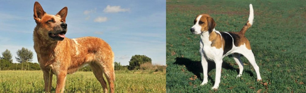English Foxhound vs Australian Red Heeler - Breed Comparison