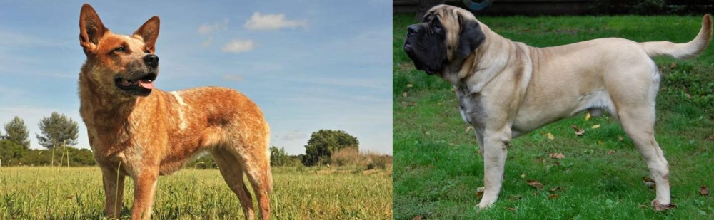 English Mastiff vs Australian Red Heeler - Breed Comparison