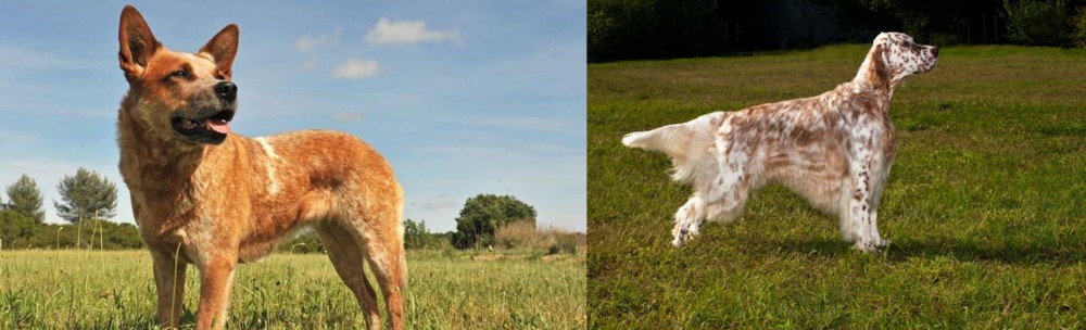 English Setter vs Australian Red Heeler - Breed Comparison