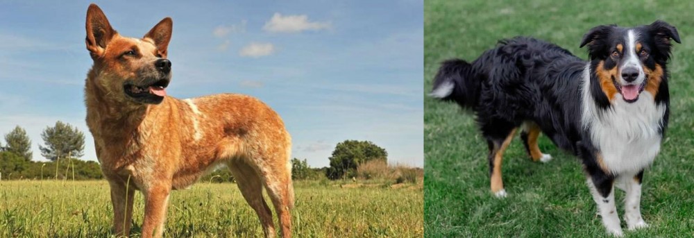 English Shepherd vs Australian Red Heeler - Breed Comparison