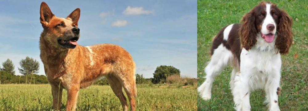English Springer Spaniel vs Australian Red Heeler - Breed Comparison