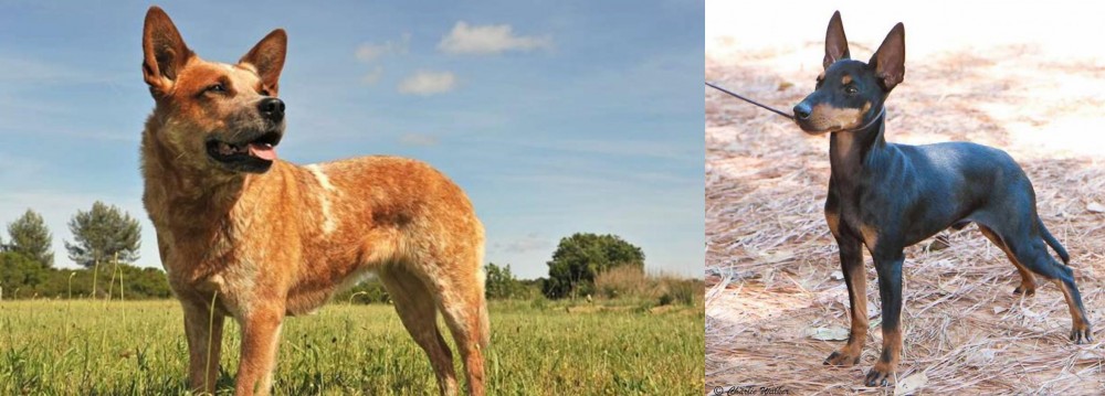 English Toy Terrier (Black & Tan) vs Australian Red Heeler - Breed Comparison