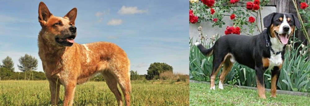 Entlebucher Mountain Dog vs Australian Red Heeler - Breed Comparison