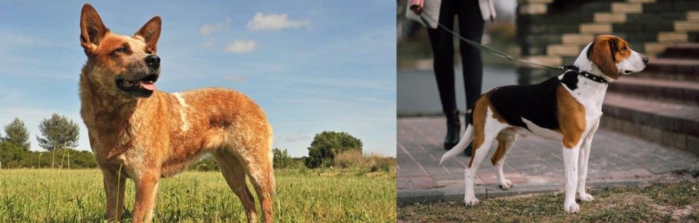 Estonian Hound vs Australian Red Heeler - Breed Comparison