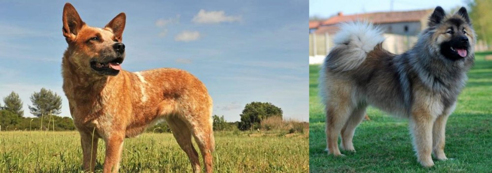 Eurasier vs Australian Red Heeler - Breed Comparison