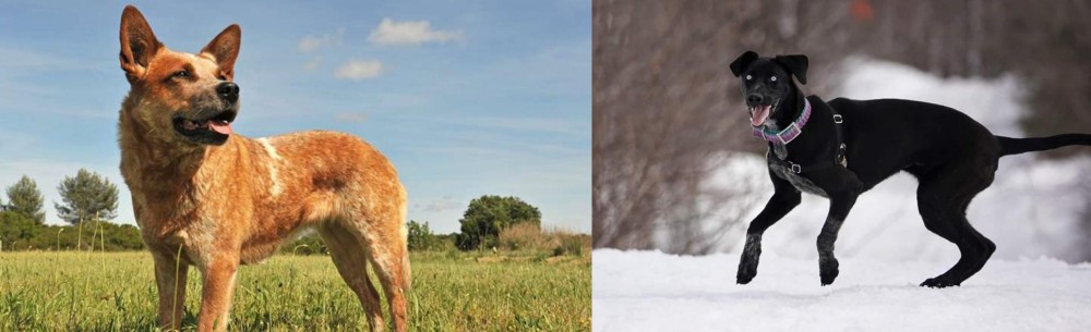 Eurohound vs Australian Red Heeler - Breed Comparison