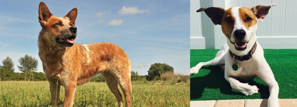 Feist vs Australian Red Heeler - Breed Comparison