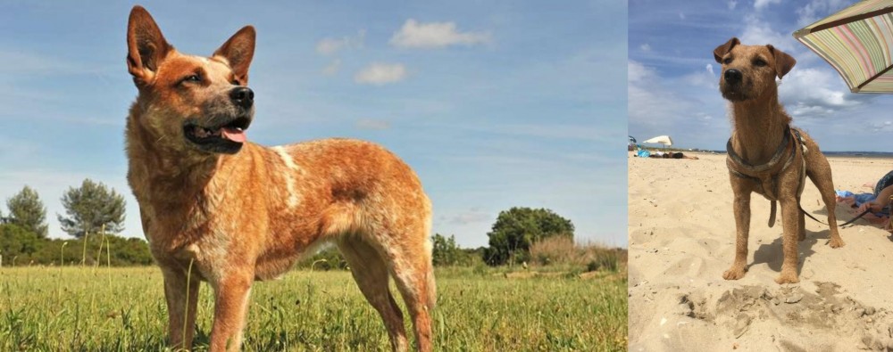 Fell Terrier vs Australian Red Heeler - Breed Comparison