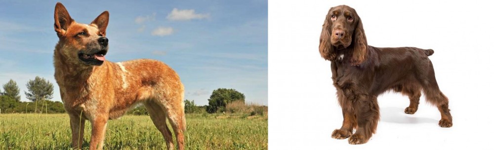 Field Spaniel vs Australian Red Heeler - Breed Comparison