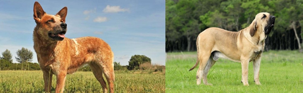 Fila Brasileiro vs Australian Red Heeler - Breed Comparison