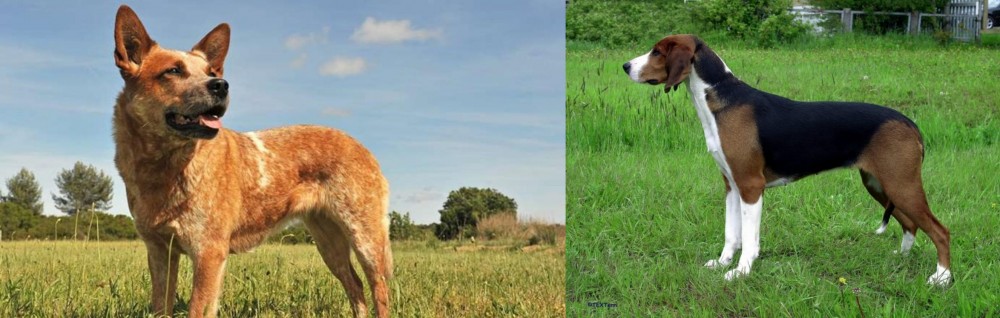 Finnish Hound vs Australian Red Heeler - Breed Comparison
