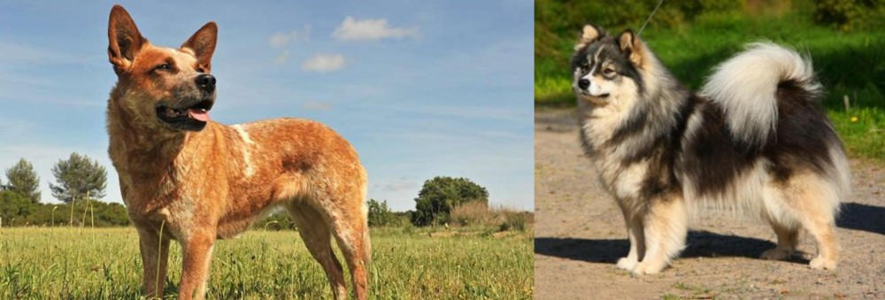 Finnish Lapphund vs Australian Red Heeler - Breed Comparison