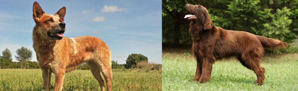Flat-Coated Retriever vs Australian Red Heeler - Breed Comparison