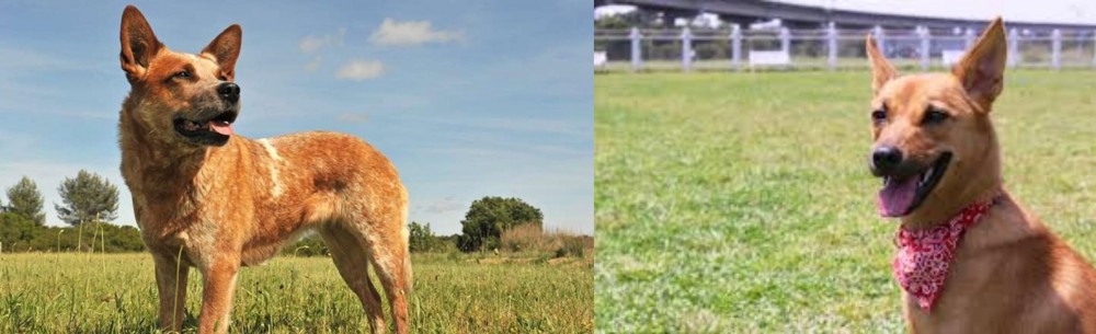 Formosan Mountain Dog vs Australian Red Heeler - Breed Comparison