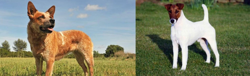 Fox Terrier (Smooth) vs Australian Red Heeler - Breed Comparison