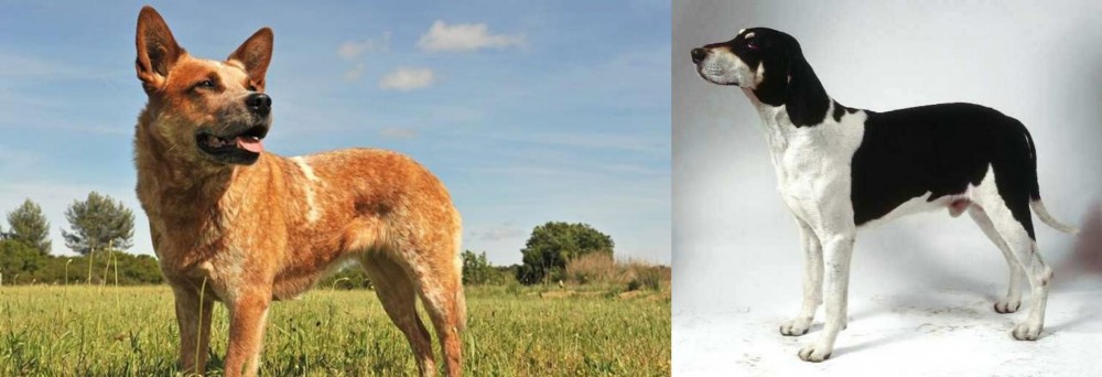 Francais Blanc et Noir vs Australian Red Heeler - Breed Comparison