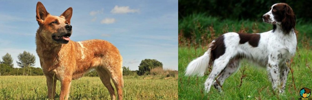 French Spaniel vs Australian Red Heeler - Breed Comparison