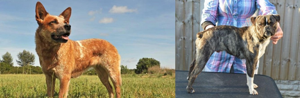 Fruggle vs Australian Red Heeler - Breed Comparison