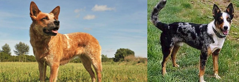 German Coolie vs Australian Red Heeler - Breed Comparison