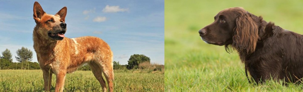 German Longhaired Pointer vs Australian Red Heeler - Breed Comparison