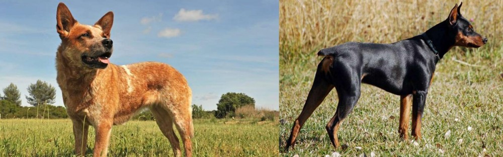 German Pinscher vs Australian Red Heeler - Breed Comparison