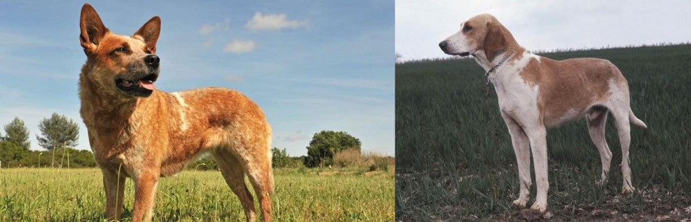 Grand Anglo-Francais Blanc et Orange vs Australian Red Heeler - Breed Comparison