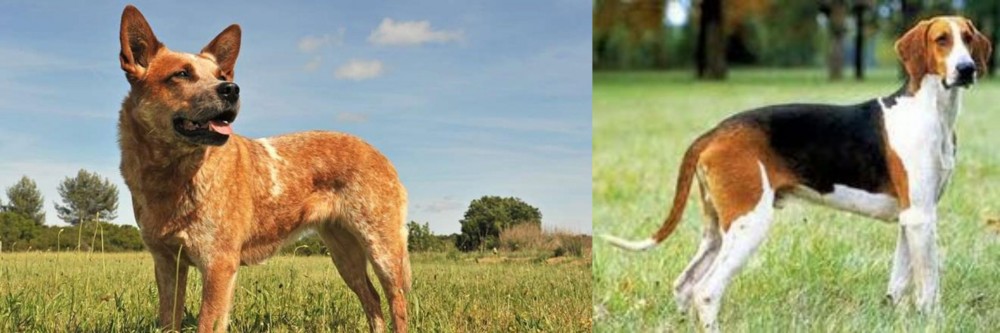 Grand Anglo-Francais Tricolore vs Australian Red Heeler - Breed Comparison