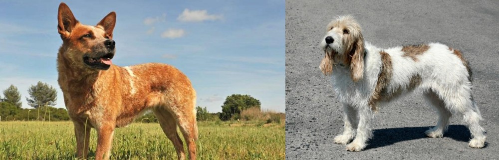 Grand Basset Griffon Vendeen vs Australian Red Heeler - Breed Comparison