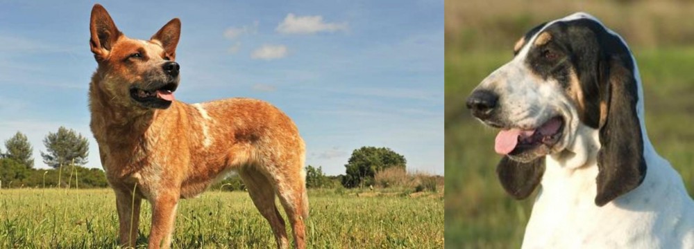 Grand Gascon Saintongeois vs Australian Red Heeler - Breed Comparison