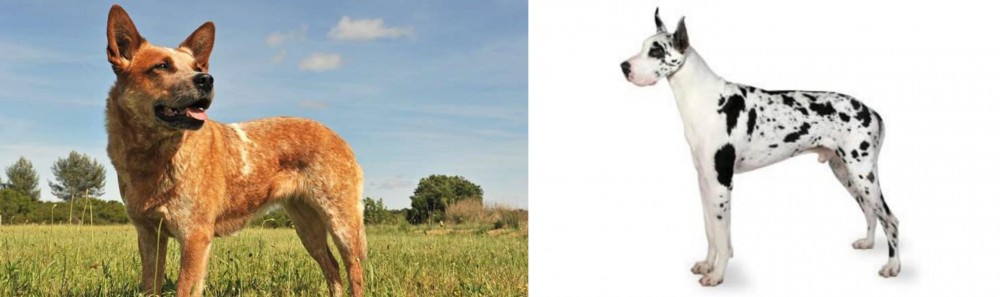Great Dane vs Australian Red Heeler - Breed Comparison