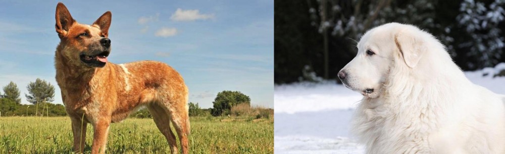 Great Pyrenees vs Australian Red Heeler - Breed Comparison