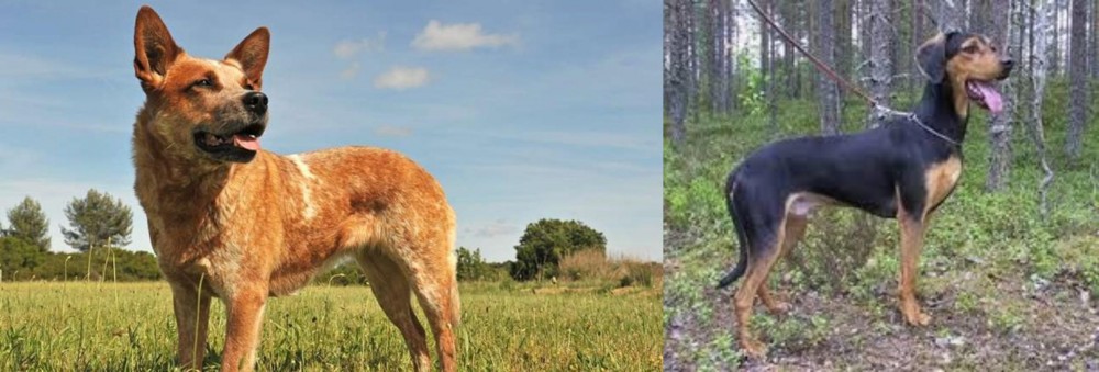 Greek Harehound vs Australian Red Heeler - Breed Comparison