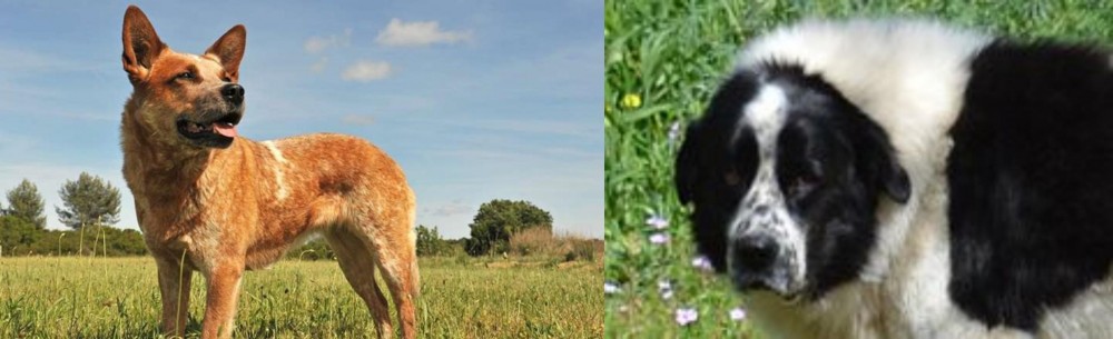 Greek Sheepdog vs Australian Red Heeler - Breed Comparison